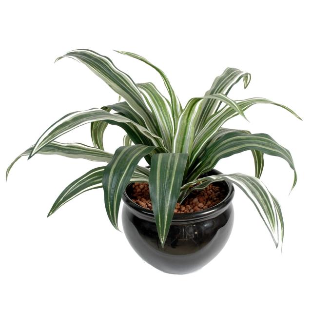 Dracaena Warneki Artificiel