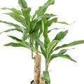 DRACAENA Artificiel FRAGRANS STUD