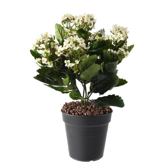Kalanchoe artificiel