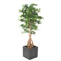 GINKGOBILOBA Artificiel ROOT