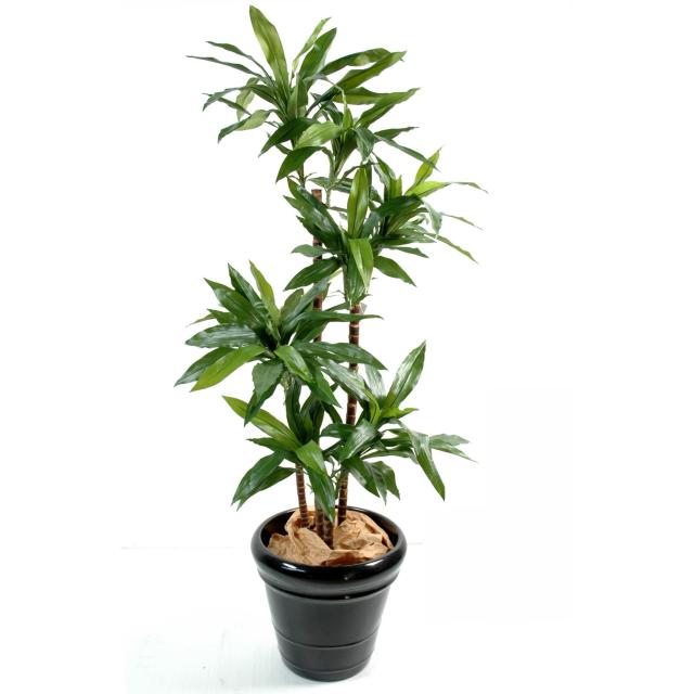 DRACAENA artificiel FRAGRANS Janet Craig