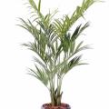 KENTIA Artificiel PALM 190 FR - Fire Resistant