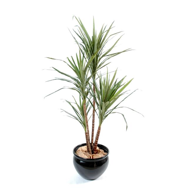 Dracaena artificiel MARGINATA