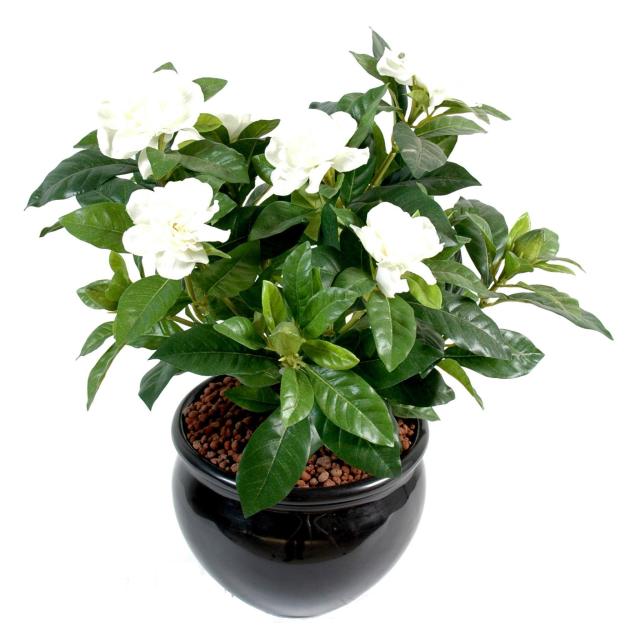 Gardenia artificiel *6-6