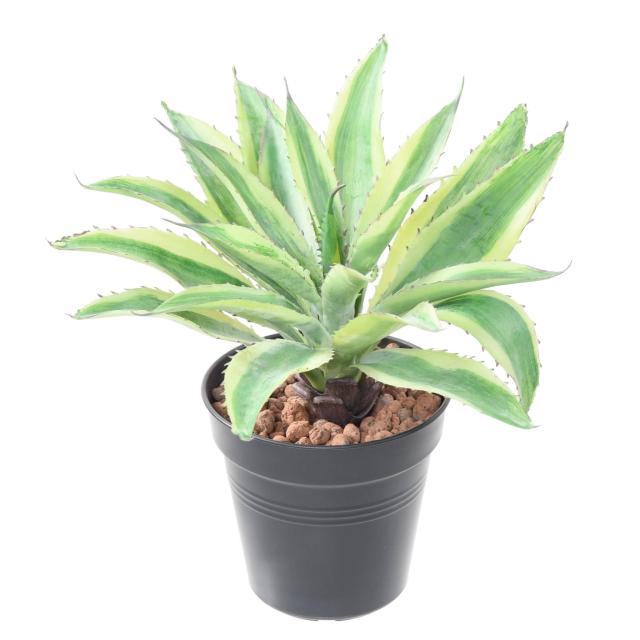 Aloe Vera Mini Piquet Jaune