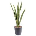 Sansevieria artificiel PIQUET MM