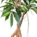 FICUS Artificiel ROOT LONGIFOLIA