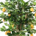 Citronnier Sunny