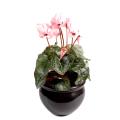 Cyclamen artificiel *8
