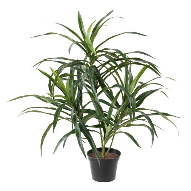 Dracaena Anita Artificiel