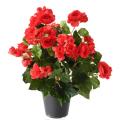 Begonia artificiel*93