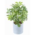 SCHEFFLERA Artificiel POT PLAST 50 UV