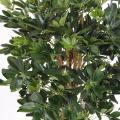 Schefflera artificiel