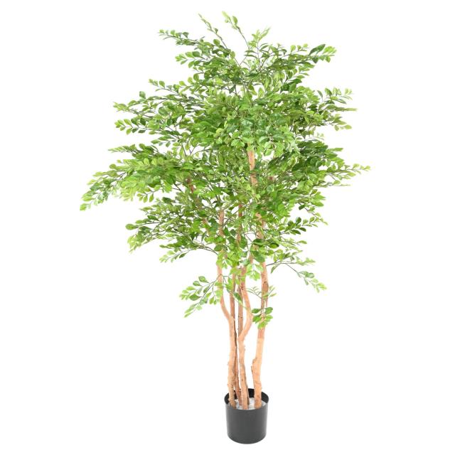 ACACIA Artificiel
