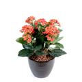 Kalanchoe artificiel