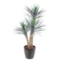 Yucca artificiel ROSTRATA