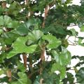 GINKGOBILOBA Artificiel ROOT