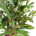 Dracaena artificiel SURCULOSA POT