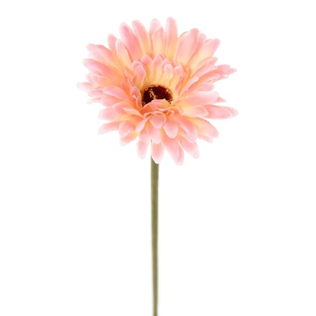 Gerbera