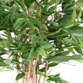 DRACAENA Artificiel SURCULOSA 155