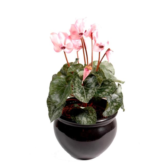 Cyclamen artificiel *8