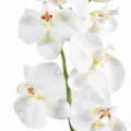 Phalaenopsis artificielle TIGE MEDIUM*6