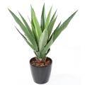 AGAVE artificielle FURCRAEA