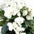 Begonia artificiel*94