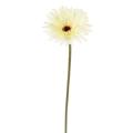 Gerbera