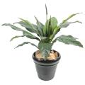 Anthurium artificiel jungle king