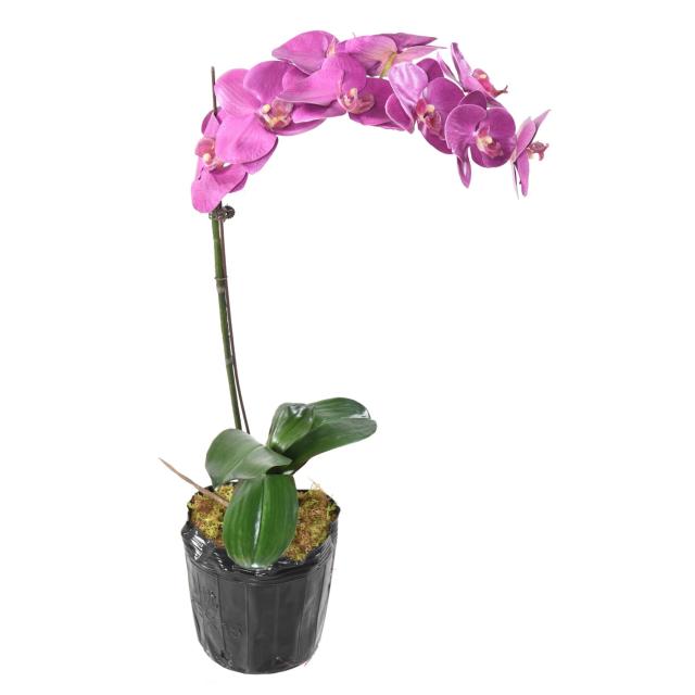Orchidée Phalaenopsis Artificielle Brin