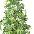 CHOISYA Artificiel TREE PLAST 150 UV