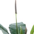 Anthurium artificiel jungle king
