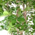 HETRE Artificiel GRANDIFOLIA 190