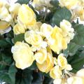 Begonia artificiel*90