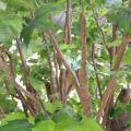 Platane artificiel ARBRE