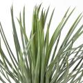 YUCCA Artificiel ROSTRATA 40