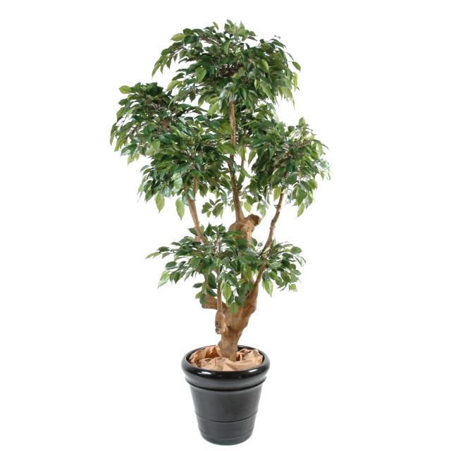Ficus artificiel NATASJA 5 TETES