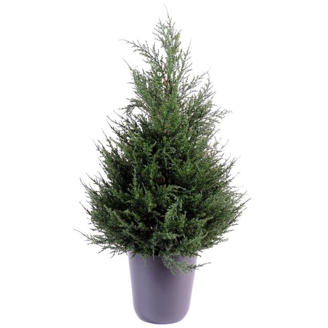 Cypres artificiel Juniperus