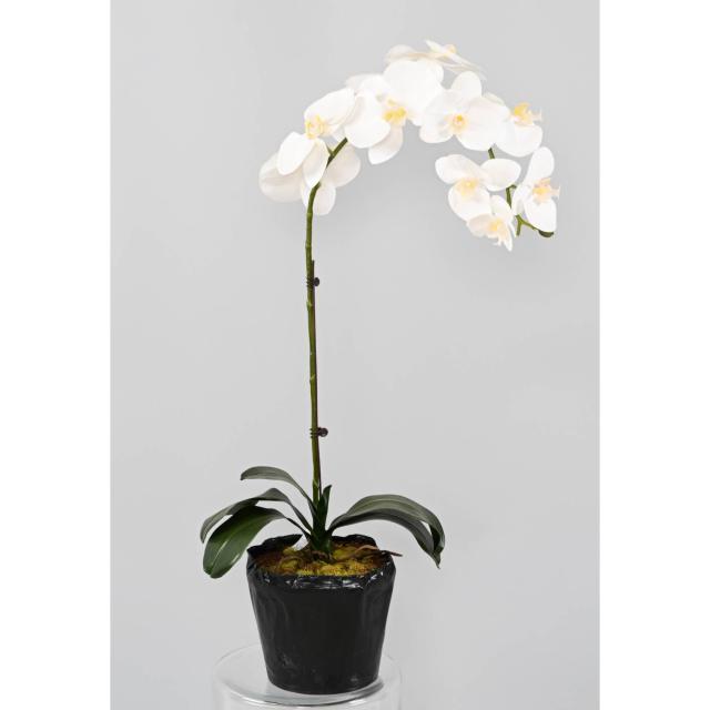 PHALAENOPSIS Artificielle MOTTE 60