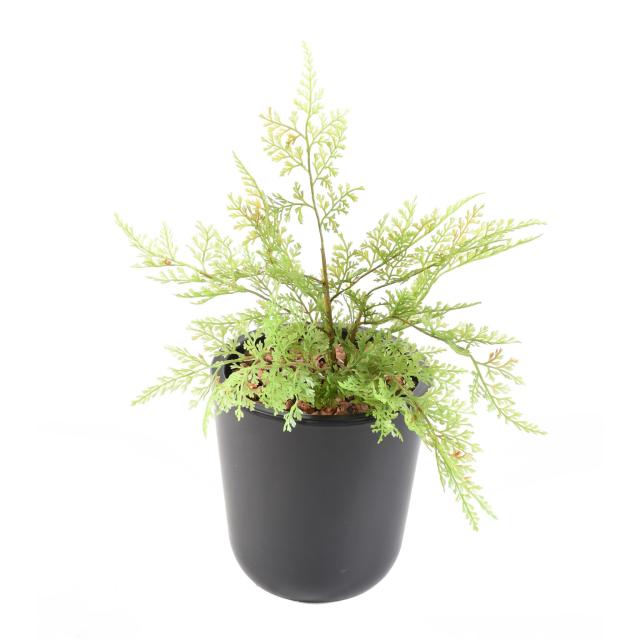 ASPARAGUS MINI artificiel