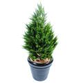 Cypres artificiel Juniperus