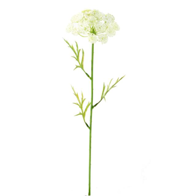 DAUCUS Artificiel