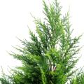 Cypres artificiel Juniperus