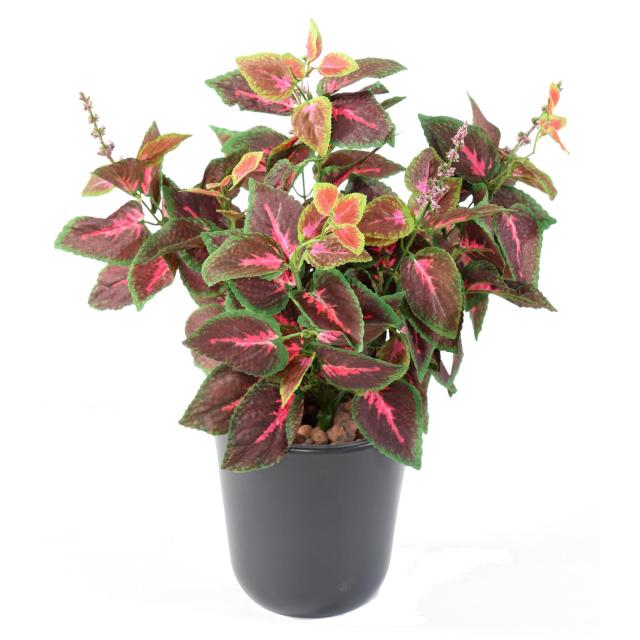 COLEUS R *11 artificiel