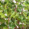 Platane artificiel ARBRE