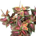 COLEUS R *11 artificiel
