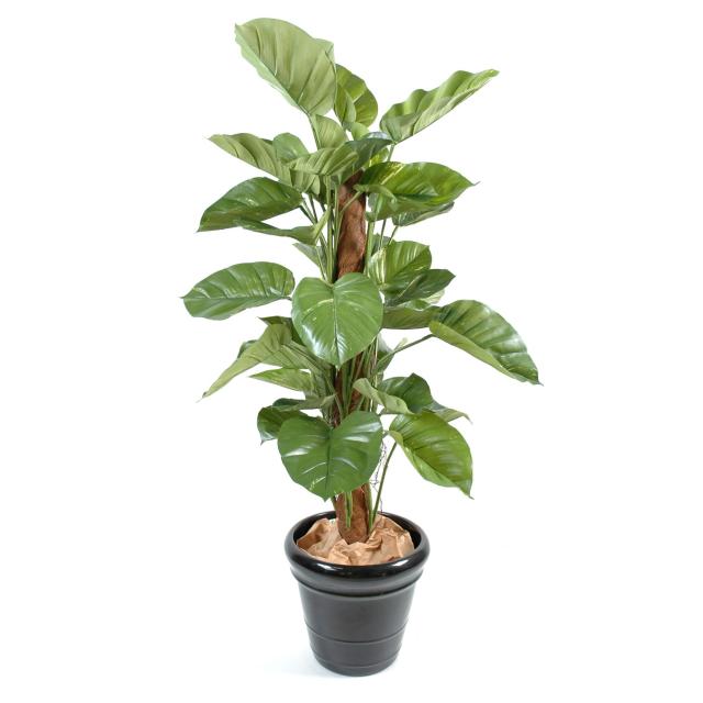 Pothos artificiel GEANT
