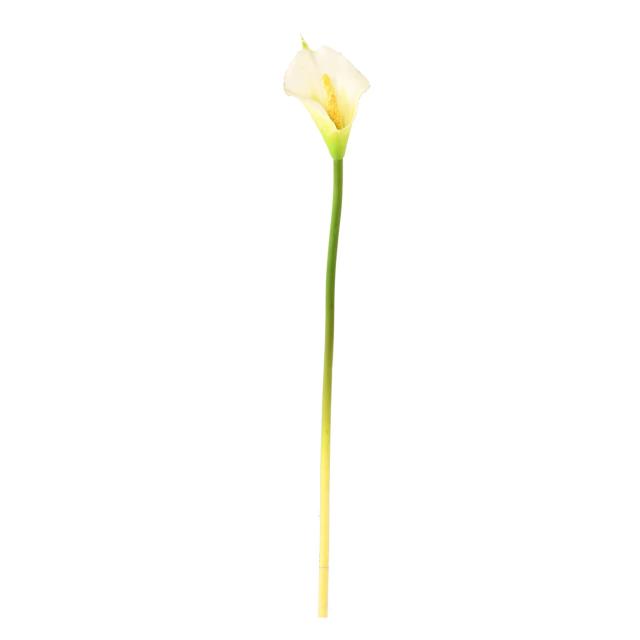 ARUM (AROME) Artificiel
