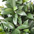 LAURIER NOBILIS Artificiel NEW CONE LARGE UV